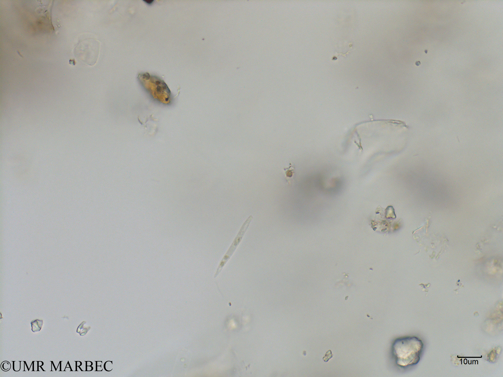 phyto/Bizerte/bizerte_bay/RISCO July 2016/Eutreptiella braarudii (Baie_T5C1-euglenoidea).tif(copy).jpg